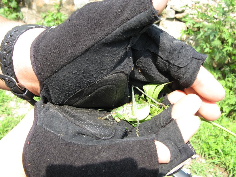 第三只刚刚被捕