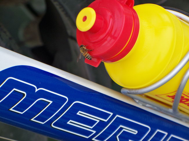 起来后，一只蜜蜂过来凑热闹