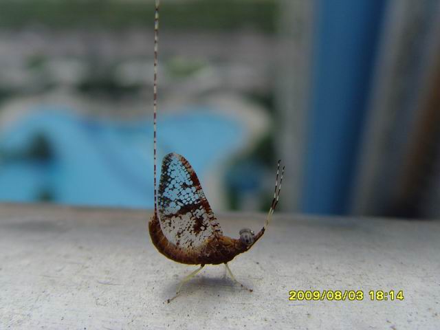 调整大小 SNV32515.JPG