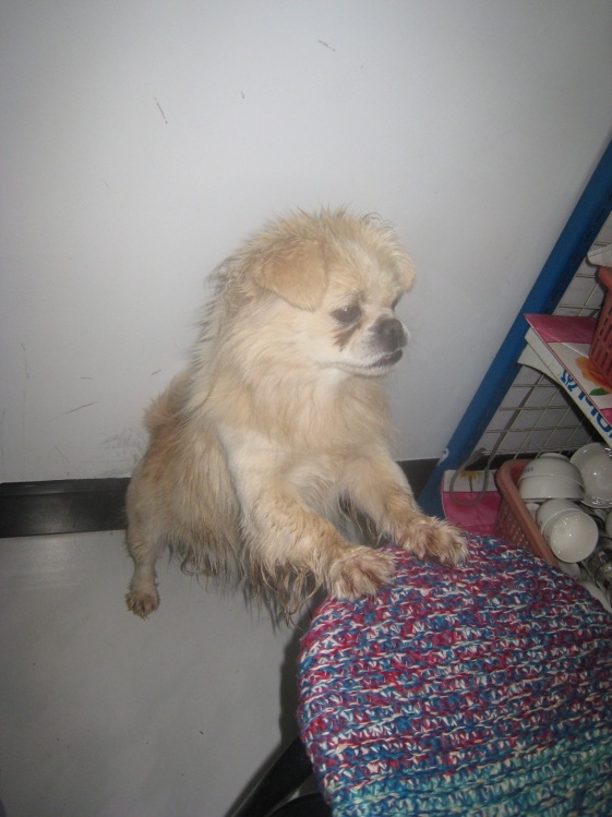 贪吃的小巴狗，哪家有饭局去哪家。和小猴子一样还双腿站立或者把着椅子向饭桌上看。极其搞笑和贪吃^_^ ...