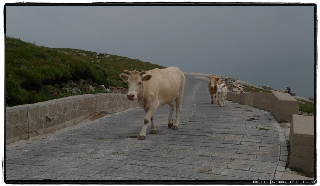 路上有老朋友出现