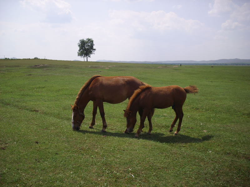 第一片草原上的马