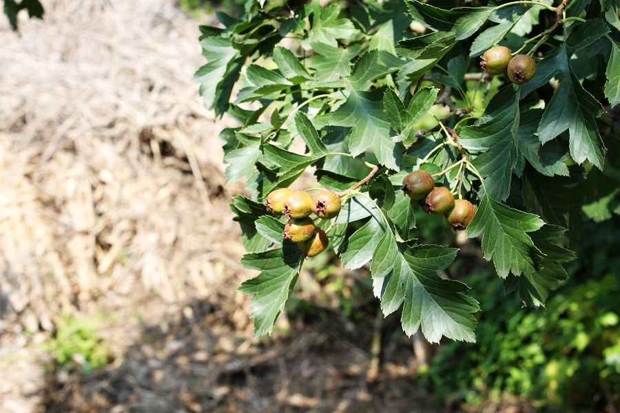快熟了的山里红