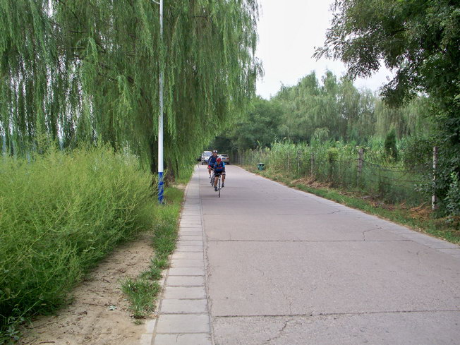 梅花鹿和公路王