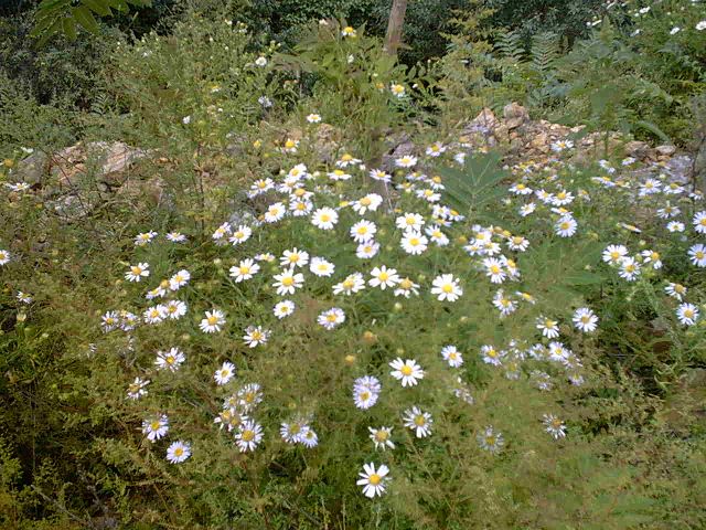 路边野花我狂拍