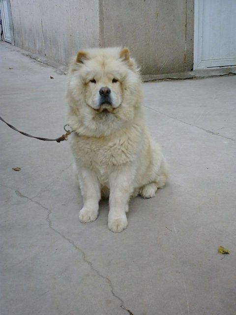 水站的乖狗狗，骑车人的朋友