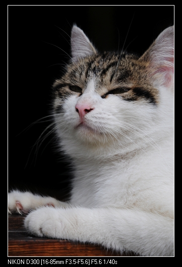 死猫！老动换！就不能老实点吗！