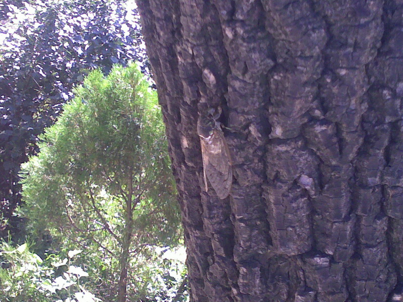 秋后的知了，嘻嘻嘻~~认我小丁宰割