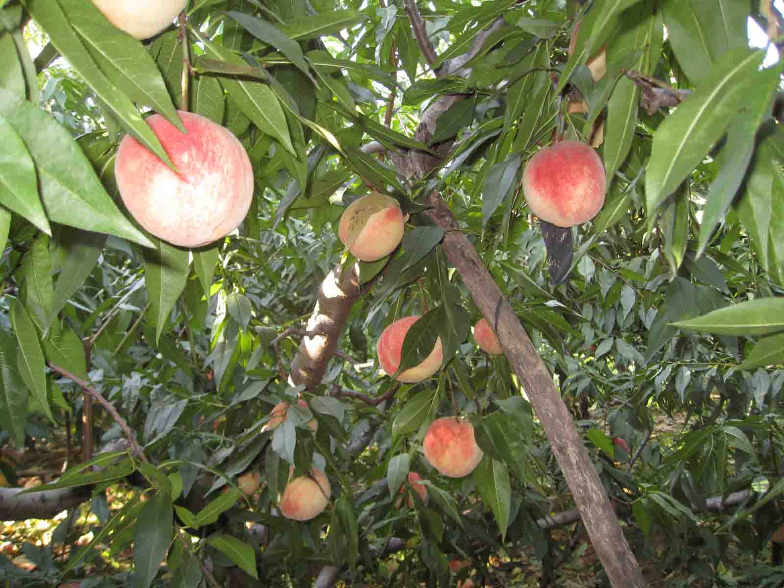 1IMG_5632 副本.JPG