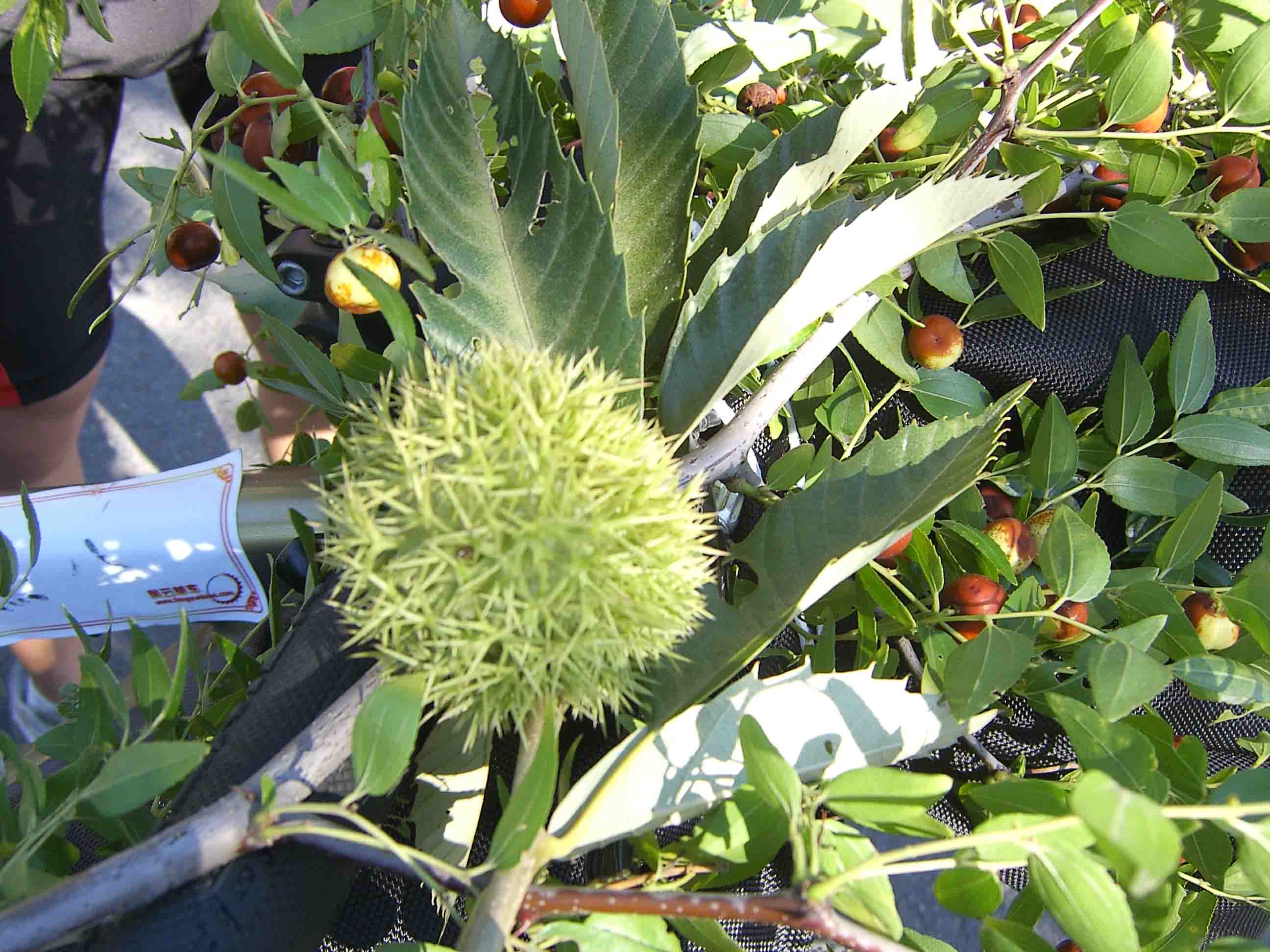 1SA502619 副本.jpg