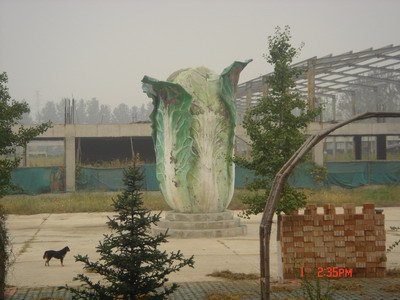 白菜和爱照相的狗