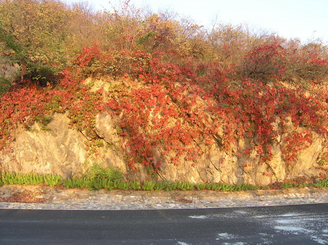 路边的红叶，并不比香山的差
