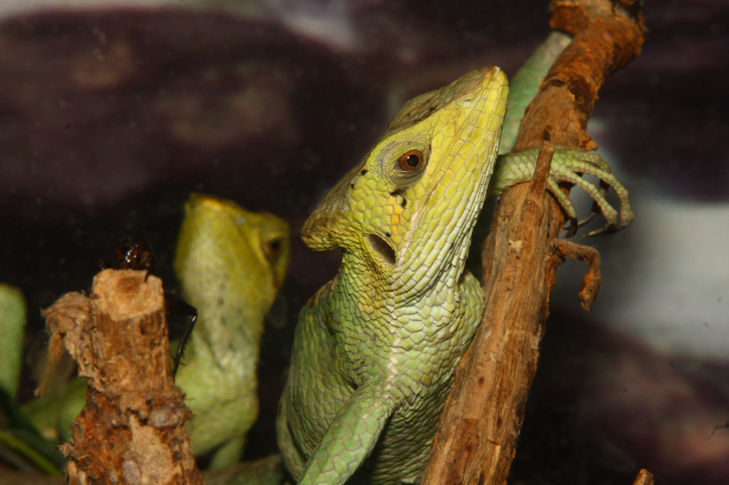 看这爷儿仨！看出来了吗？两只蜥蜴，一个蟋蟀