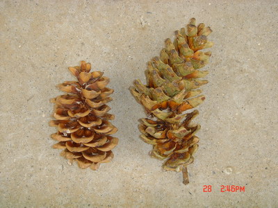 一山更比一山高