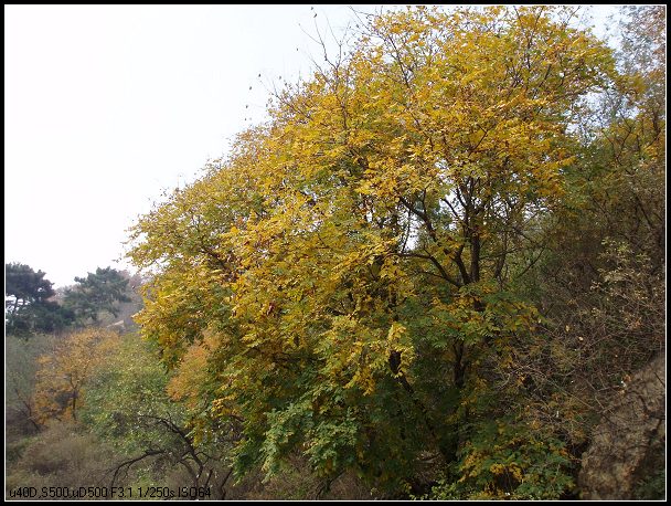 金黄色的树叶，让这个秋天变得很快乐。