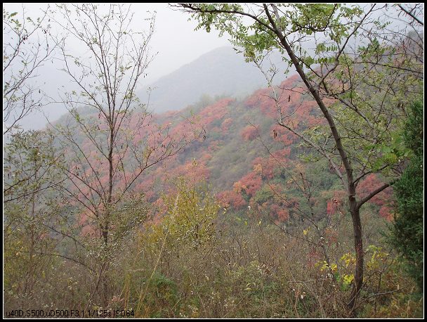 远处的红叶似乎触手可及。