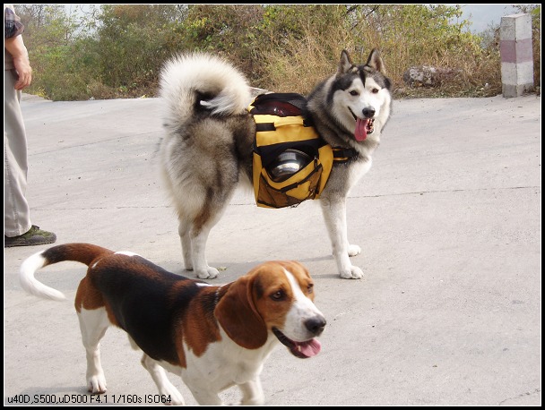 小哈和肉肉很上镜哦，超级可爱~