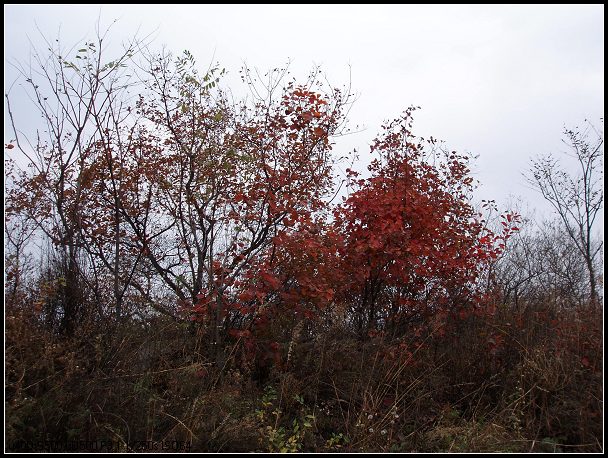 转过山脚，那抹鲜红近在眼前。