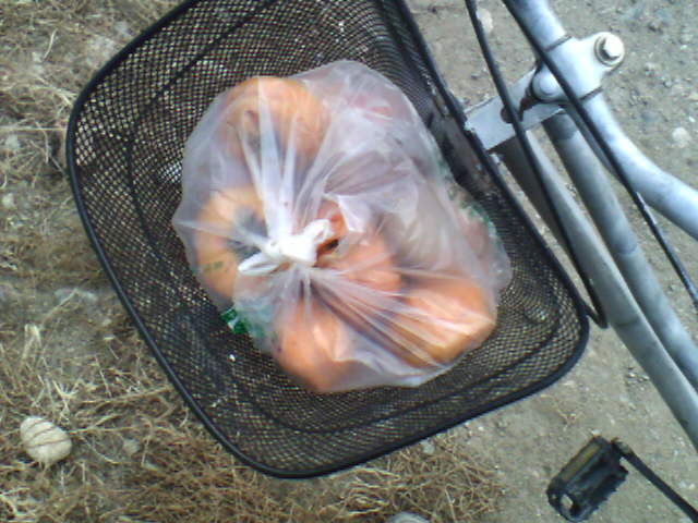 1元1斤的大柿子