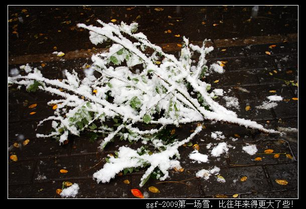 ggf-2009第一场雪，比往年来得更大了些！11.jpg