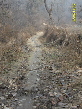 两个小树杈，可以蹦蹦车玩