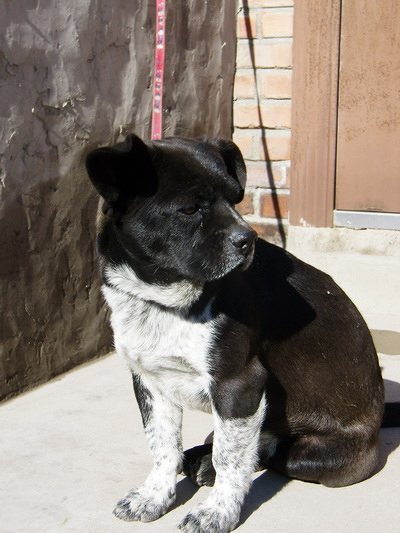 阳光下一个小狗好落寞