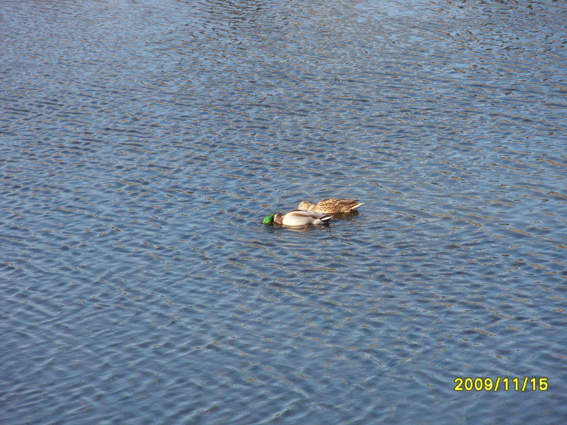 回家路上清河里，居然有一堆小鸳鸯