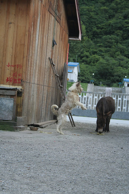 旅馆的狗狗，可爱极了