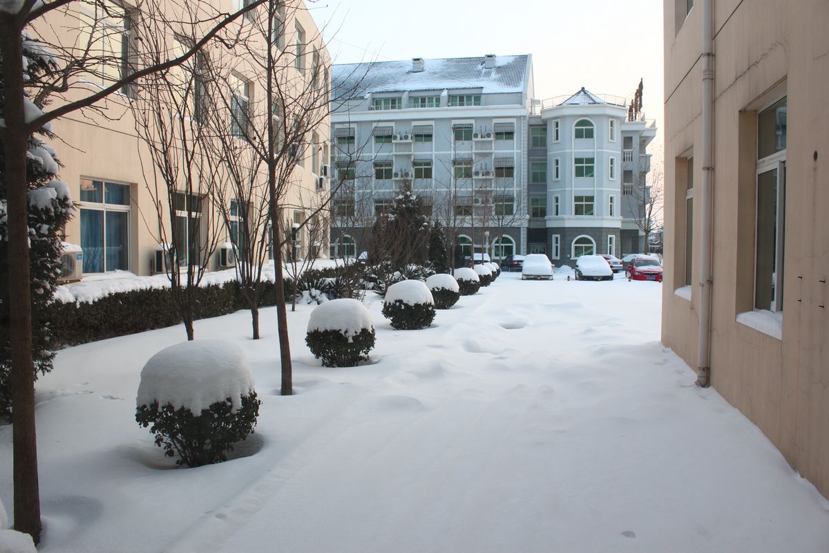 绿树头上白，白树身上肿