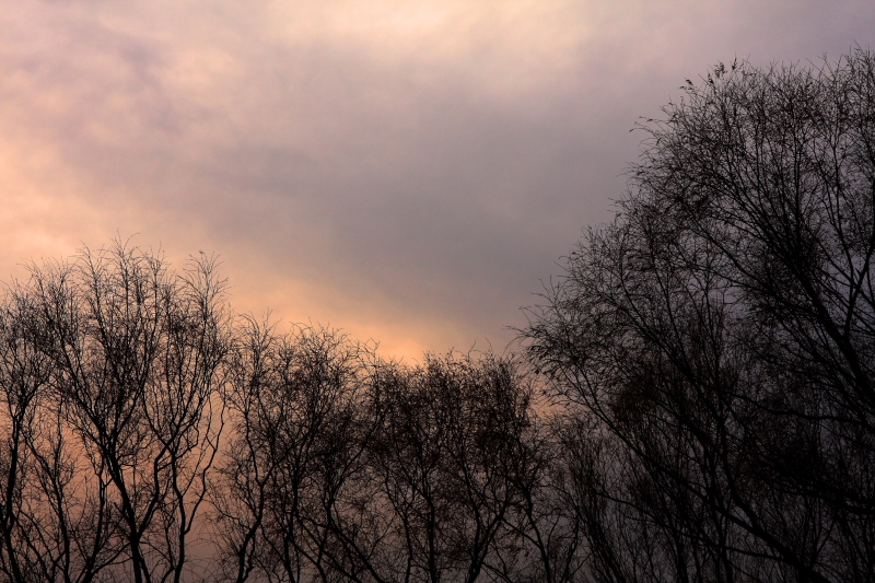 鸦儿胡同——赤霞云