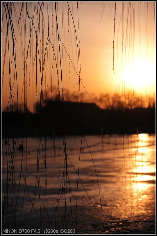 五九六九 沿河看柳.jpg