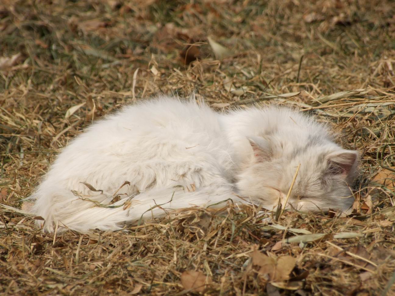 调整大小 DSCF4465.JPG