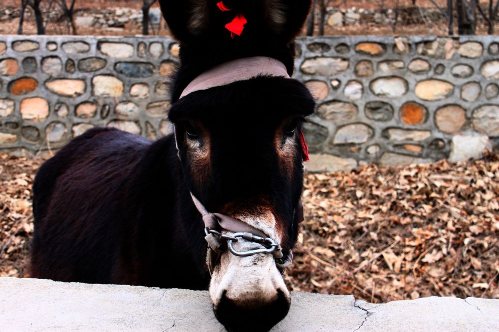 哥忧郁的眼神说明哥寂寞