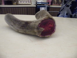 阿里山鲜水鹿茸