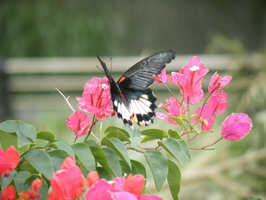 太平洋岸上的花蝴蝶