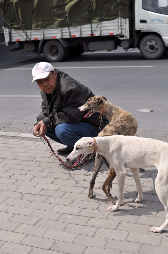 沿途碰见的狗市