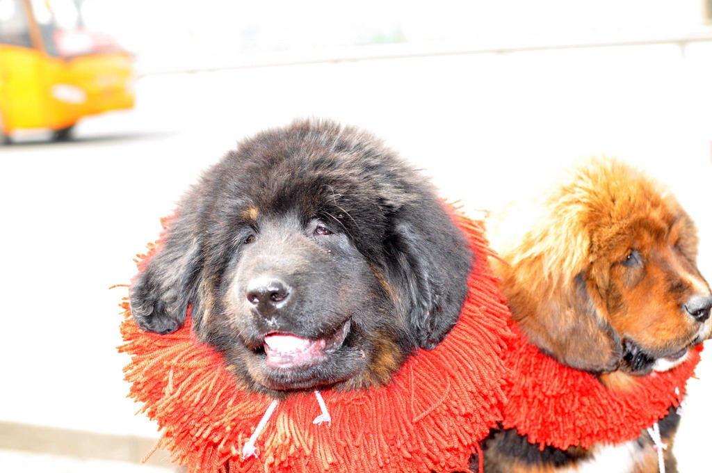 沿途碰见的狗市