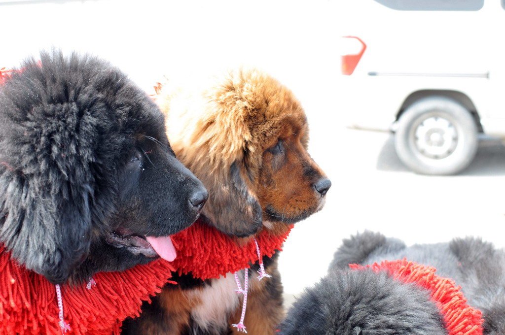 沿途碰见的狗市