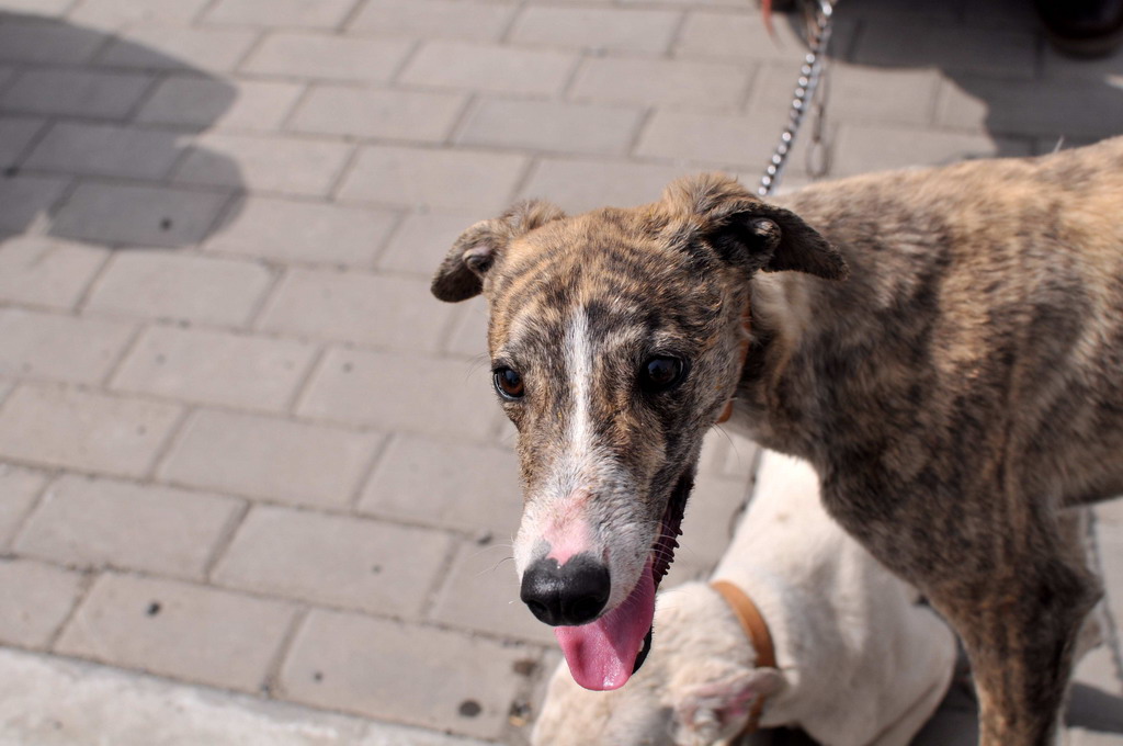 沿途碰见的狗市