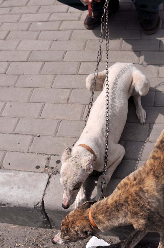 沿途碰见的狗市