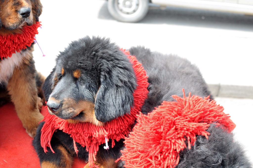 沿途碰见的狗市