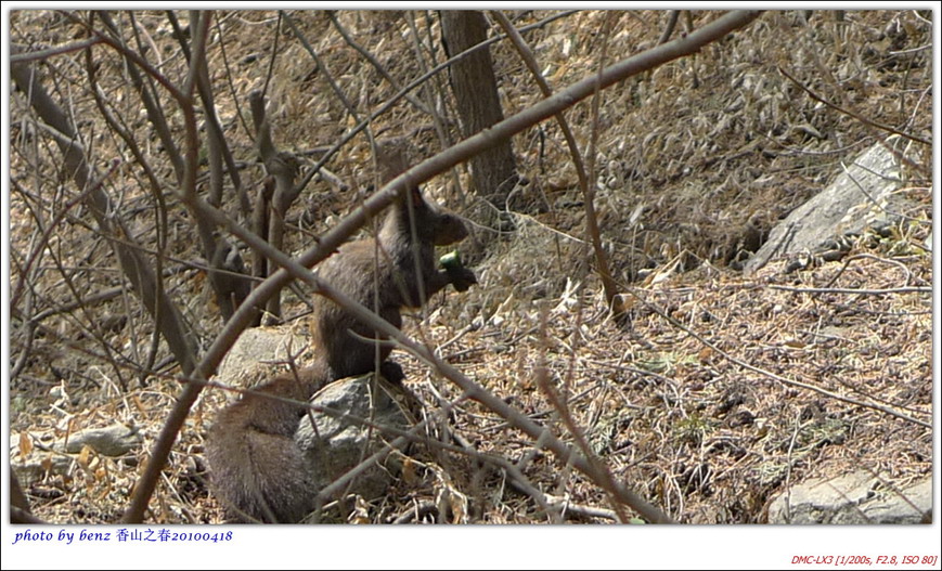 路遇一个拣了黄瓜屁股狂啃的松鼠
