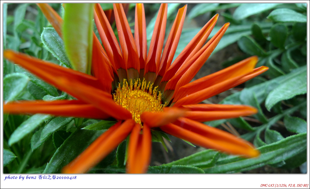 陈设的一种花，忘记叫什么名字了