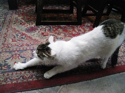 nEO_IMG_照片 002.jpg