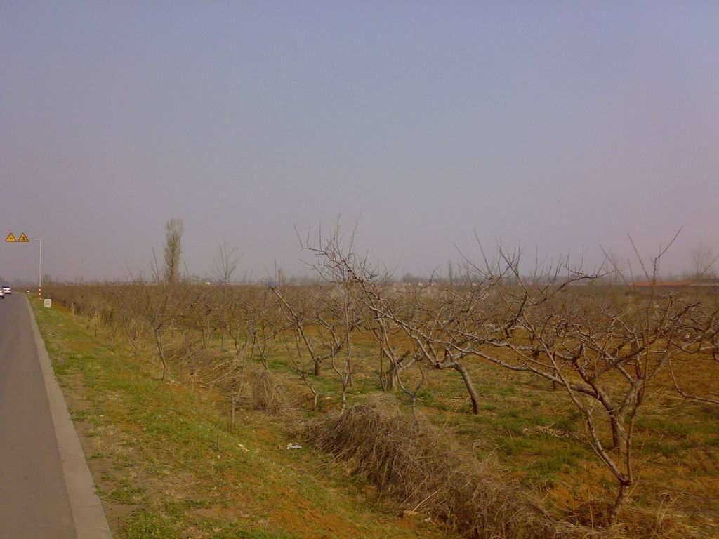 光秃秃的桃树还不见开花的迹象