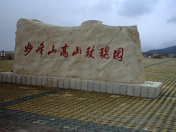 玫瑰种那么高也受罪