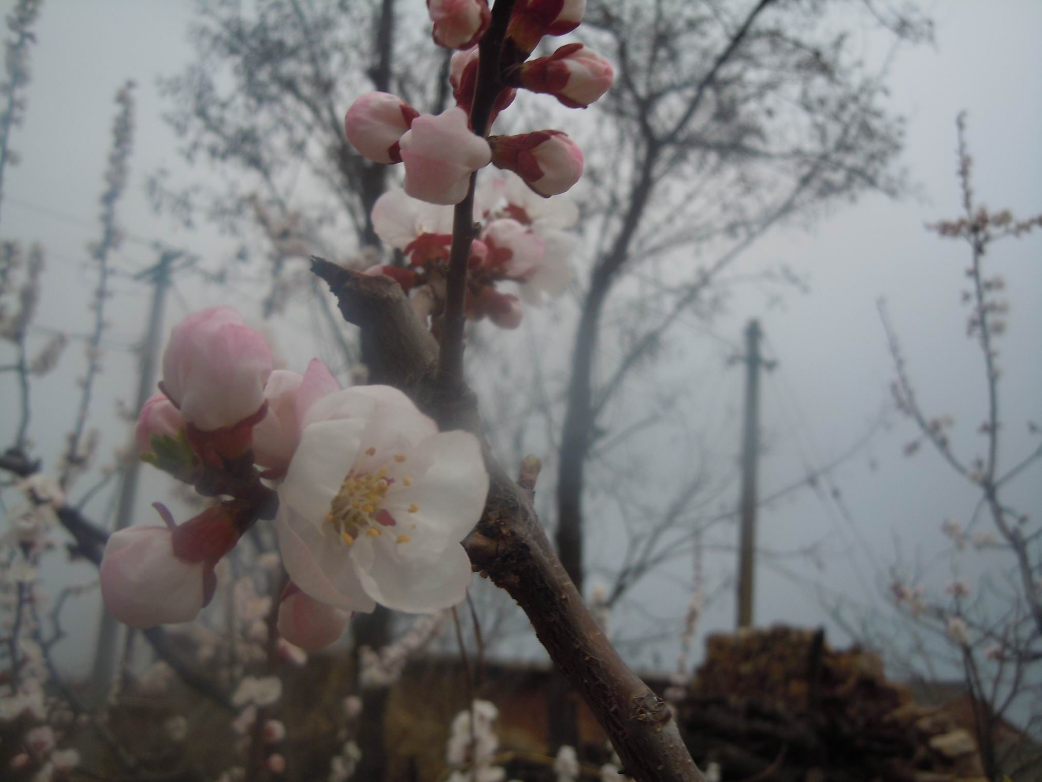 调整大小 DSCN0616.jpg