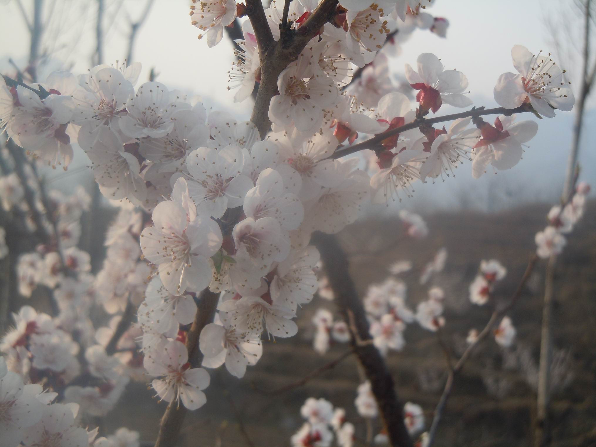 调整大小 DSCN0608.jpg