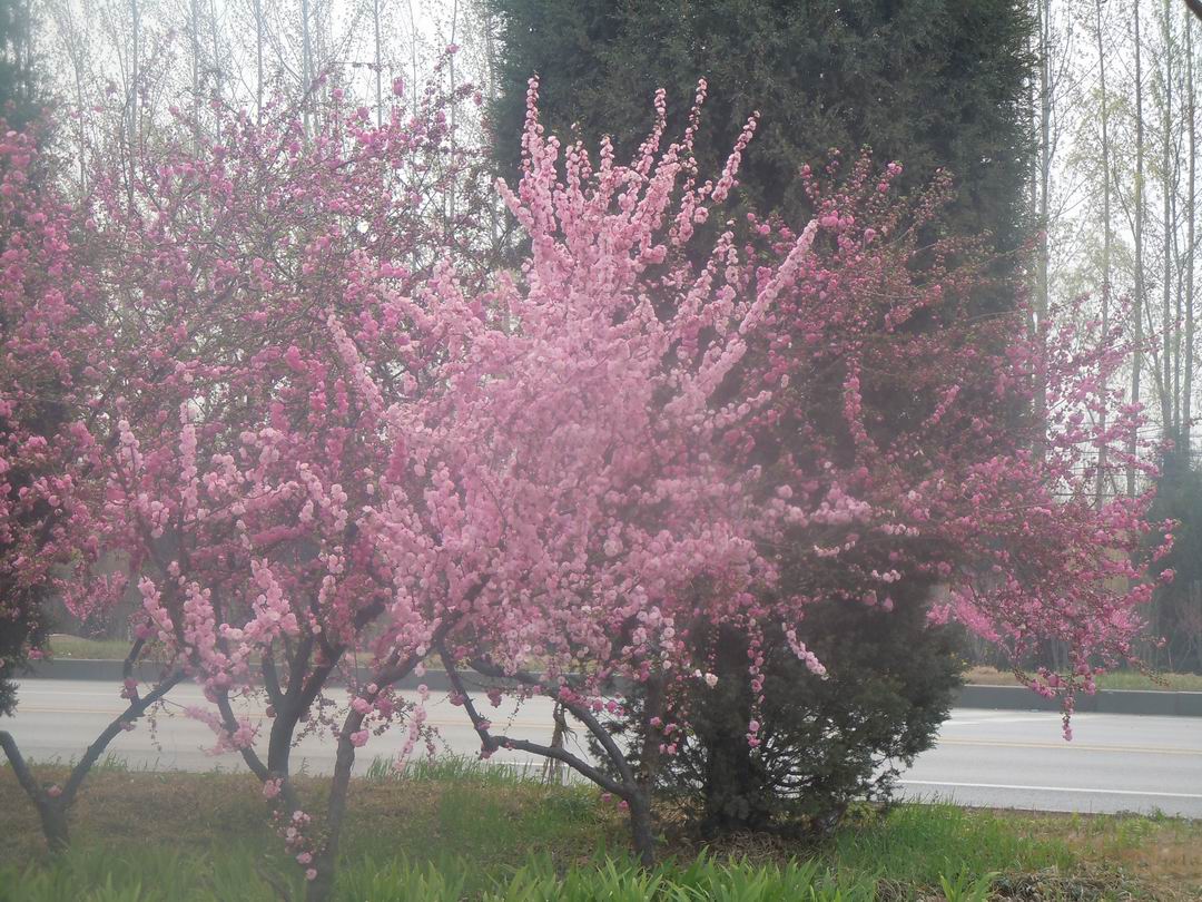 调整大小 DSCN0620.jpg