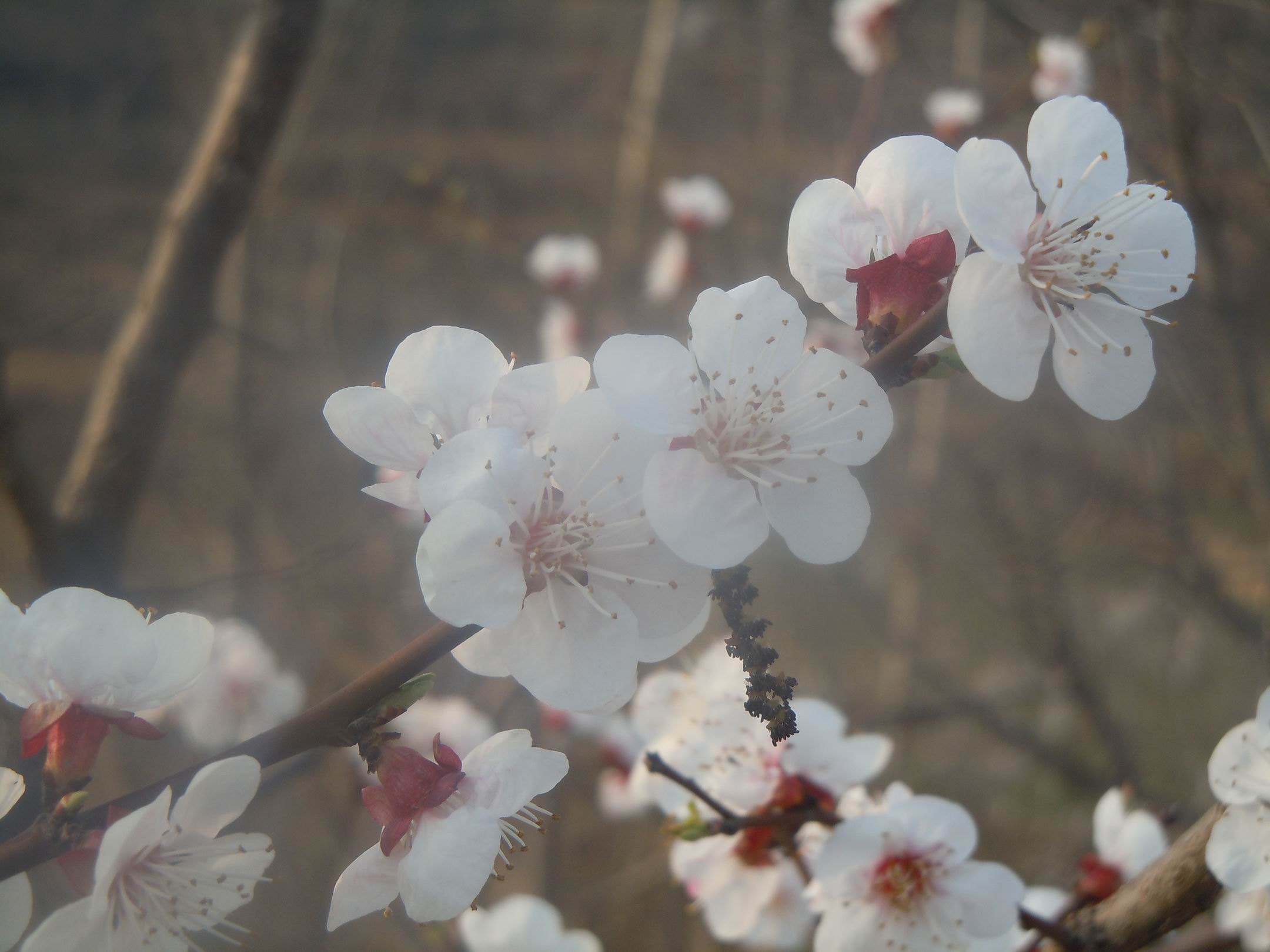 调整大小 DSCN0607.jpg